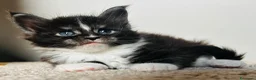 Maine Coon gatti in vendita: Maine Coon con pedigree  - Annuncio 1