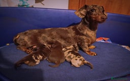 Bassotto cani in vendita: Cuccioli di bassotto kaninken e nano Enci  a Città metropolitana di Roma Capitale - Immagine 13