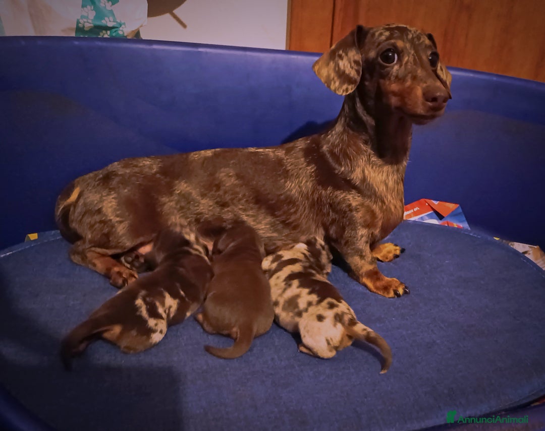 Bassotto cani in vendita: Cuccioli di bassotto kaninken e nano Enci  a Città metropolitana di Roma Capitale - Immagine 13