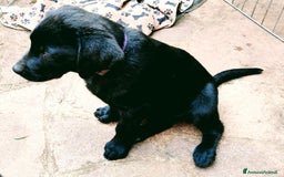 Labrador cani in vendita: Labrador  a Città metropolitana di Roma Capitale - Immagine 27