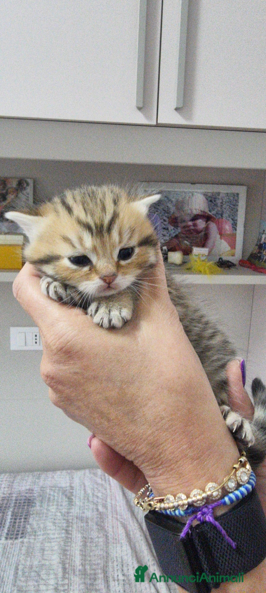 Scottish gatti in vendita: Cuccioli razza scottish a Città Metropolitana di Bologna - Annuncio 4