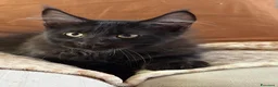 Maine Coon gatti in vendita: Maine Coon Black - Annuncio 10