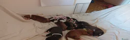 Pitbull cani in vendita: Vendo  - Annuncio 11
