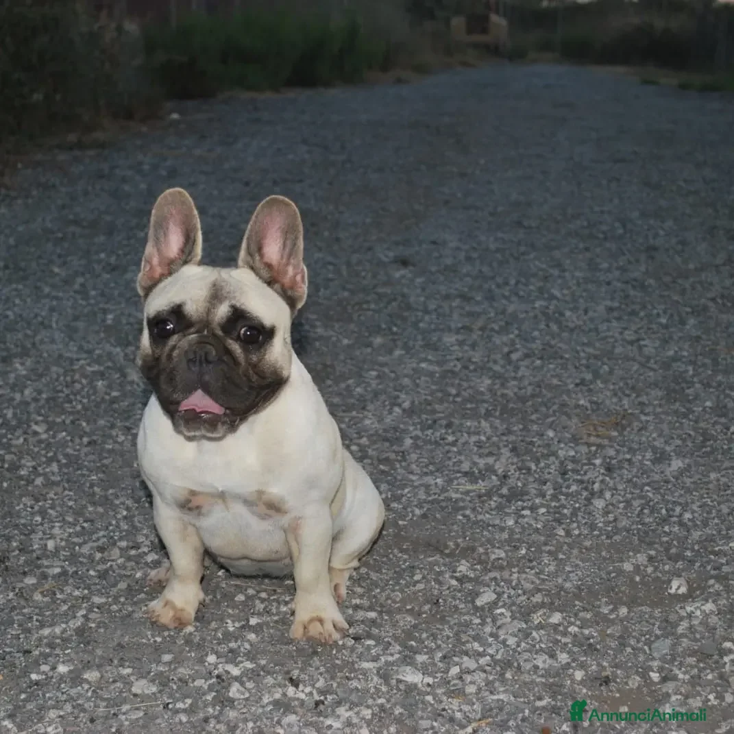 Bulldog Francese cani  Cuccioli di Bulldog francese  - Annuncio 1