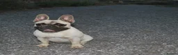Bulldog Francese cani in vendita:  Cuccioli di Bulldog francese  - Annuncio 1