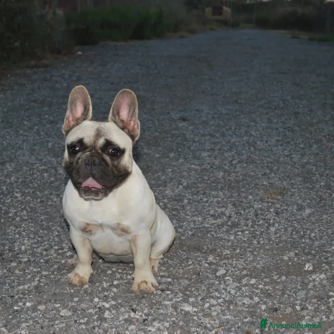 Bulldog Francese cani in vendita:  Cuccioli di Bulldog francese  - Annuncio 1