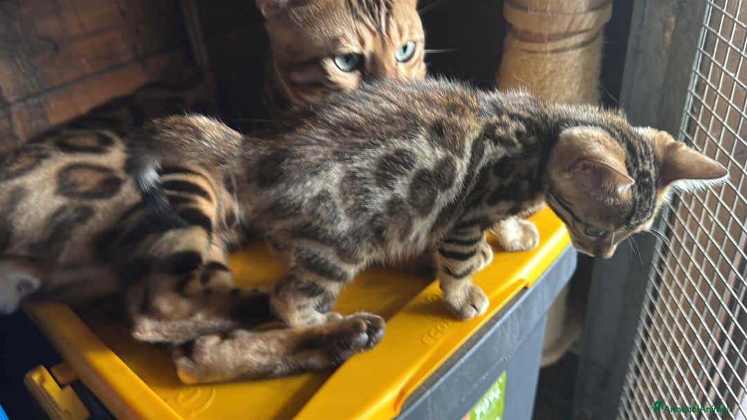 Bengala gatti in vendita: Cucciole di Bengal con Pedigree a Provincia di Asti - Immagine 8