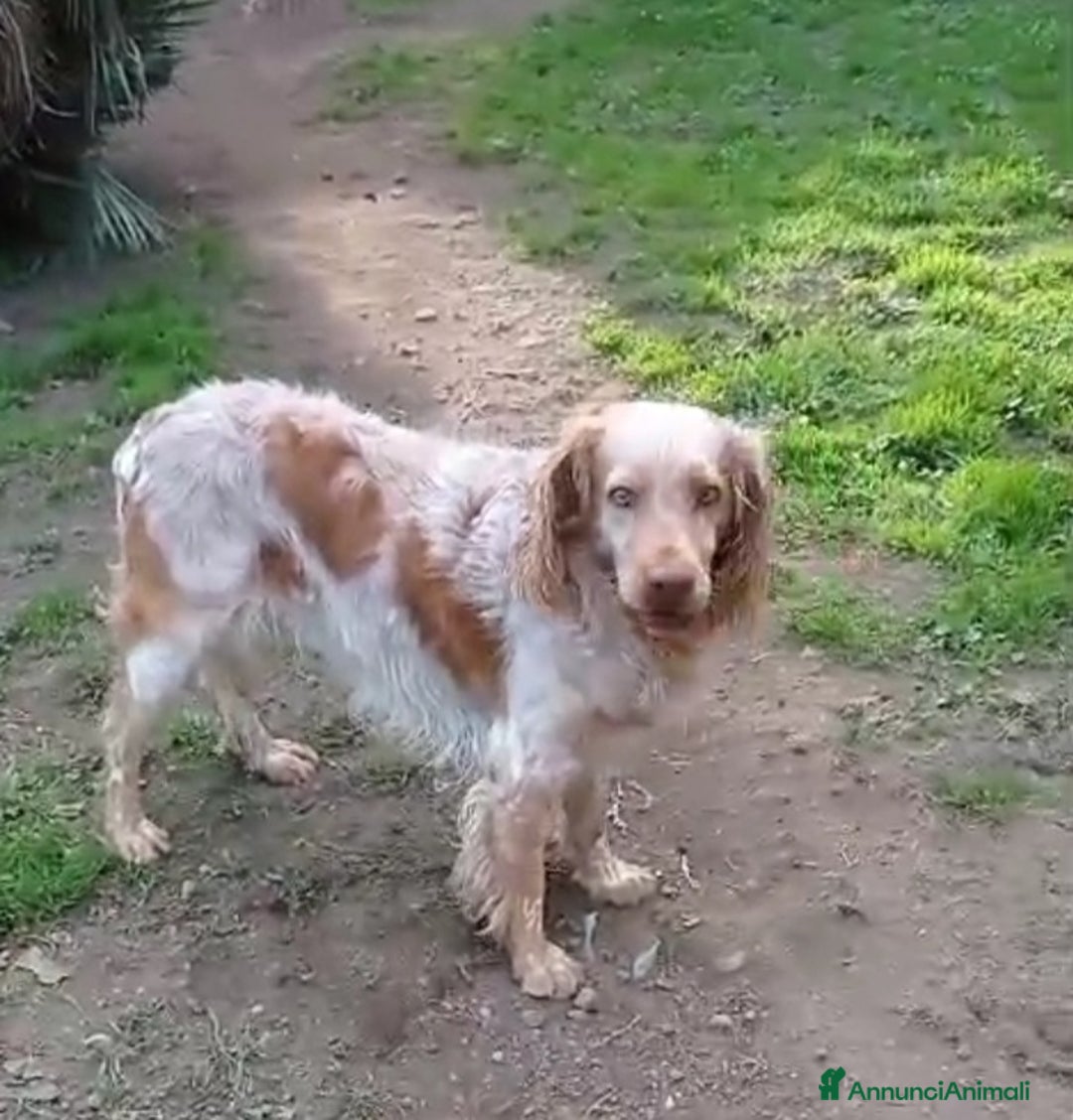 Breton cani in regalo: Breton arancio adulti IN CANILE DAL 2020! LAZIO - Annuncio 8