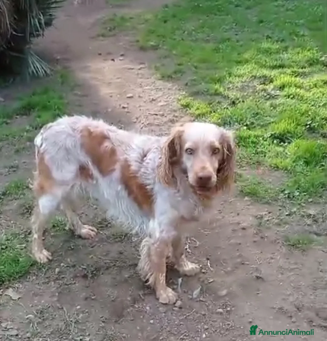 Breton cani in regalo: Breton arancio adulti IN CANILE DAL 2020! LAZIO - Annuncio 8