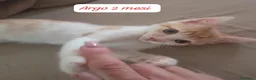 Europeo gatti in regalo: Tanti gattini desiderosi di trovare casa  a Provincia di Prato - Annuncio 13