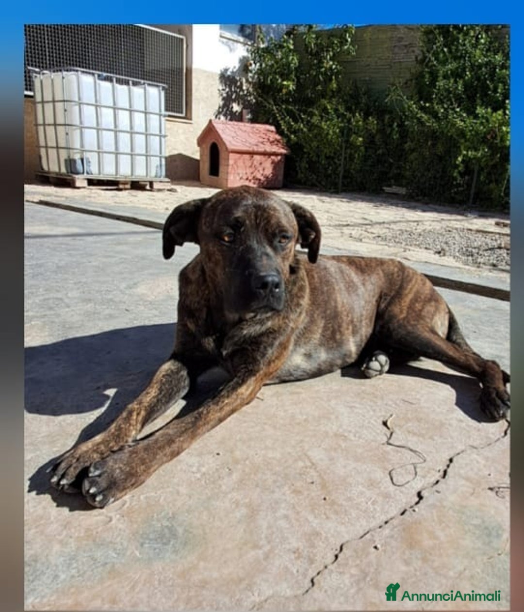 Meticcio cani in regalo: LUCKY cucciolo simil cane corso - Annuncio 2