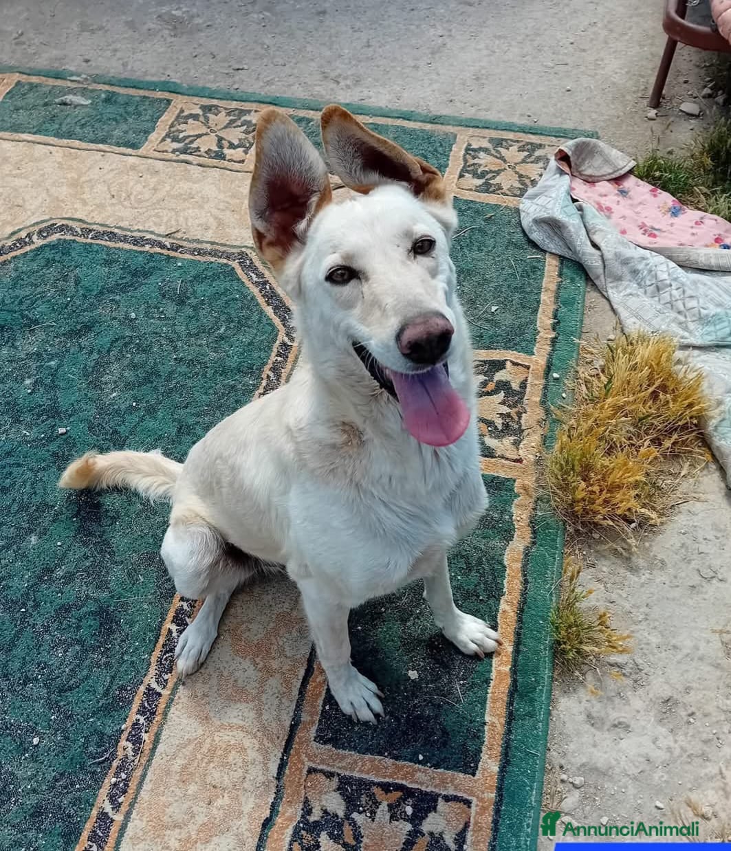 Meticcio cani in regalo: spritz - Annuncio 4