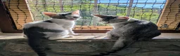 Meticcio gatti in regalo: Quattro gattini stupendi cercano casa - Annuncio 13