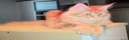 Maine Coon gatti in vendita: Dolcissimi cuccioli di Maine Coon xxl - Annuncio 7