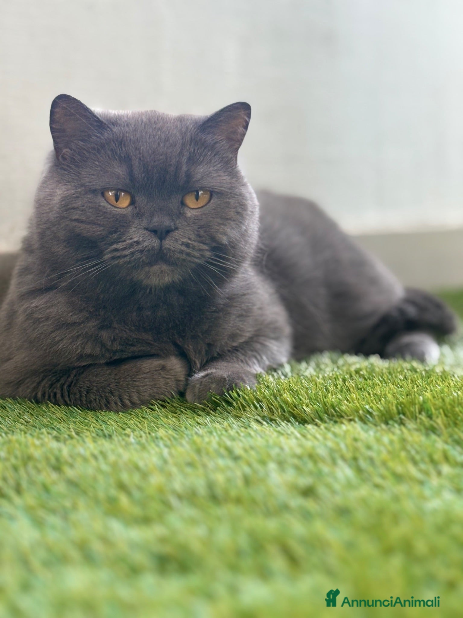 Scottish gatti Scottish - Annuncio 12