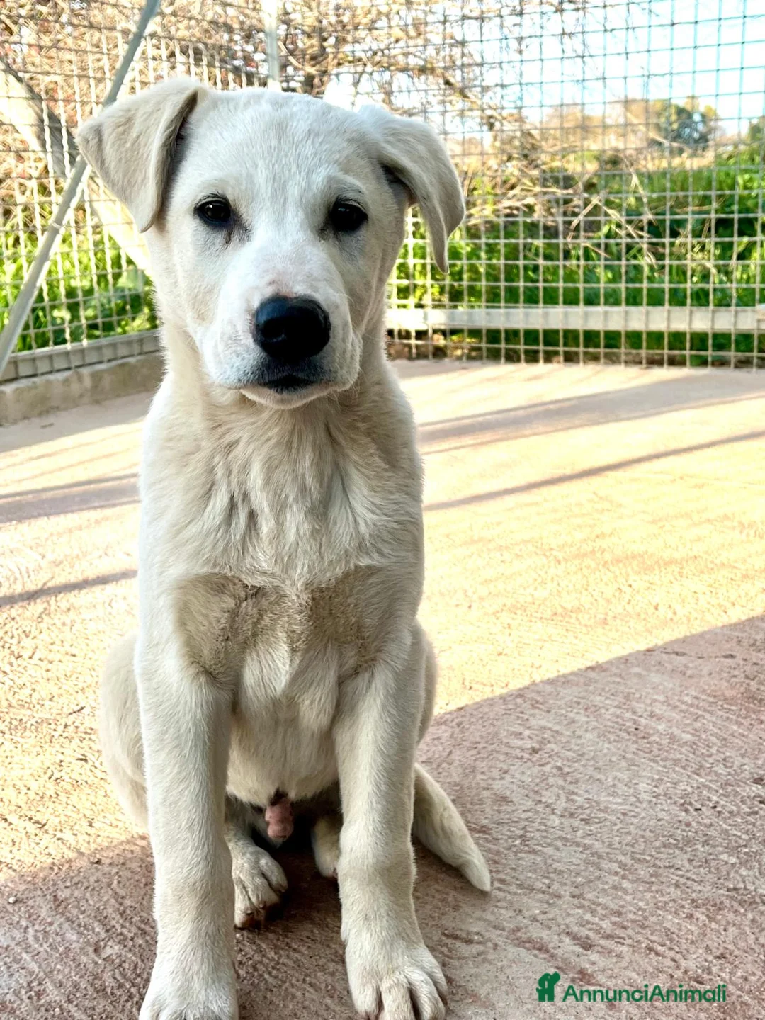 Meticcio cani in regalo: Cucciolo 3 mesi - Annuncio 1