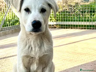 Meticcio cani Cucciolo 3 mesi - Annuncio 8