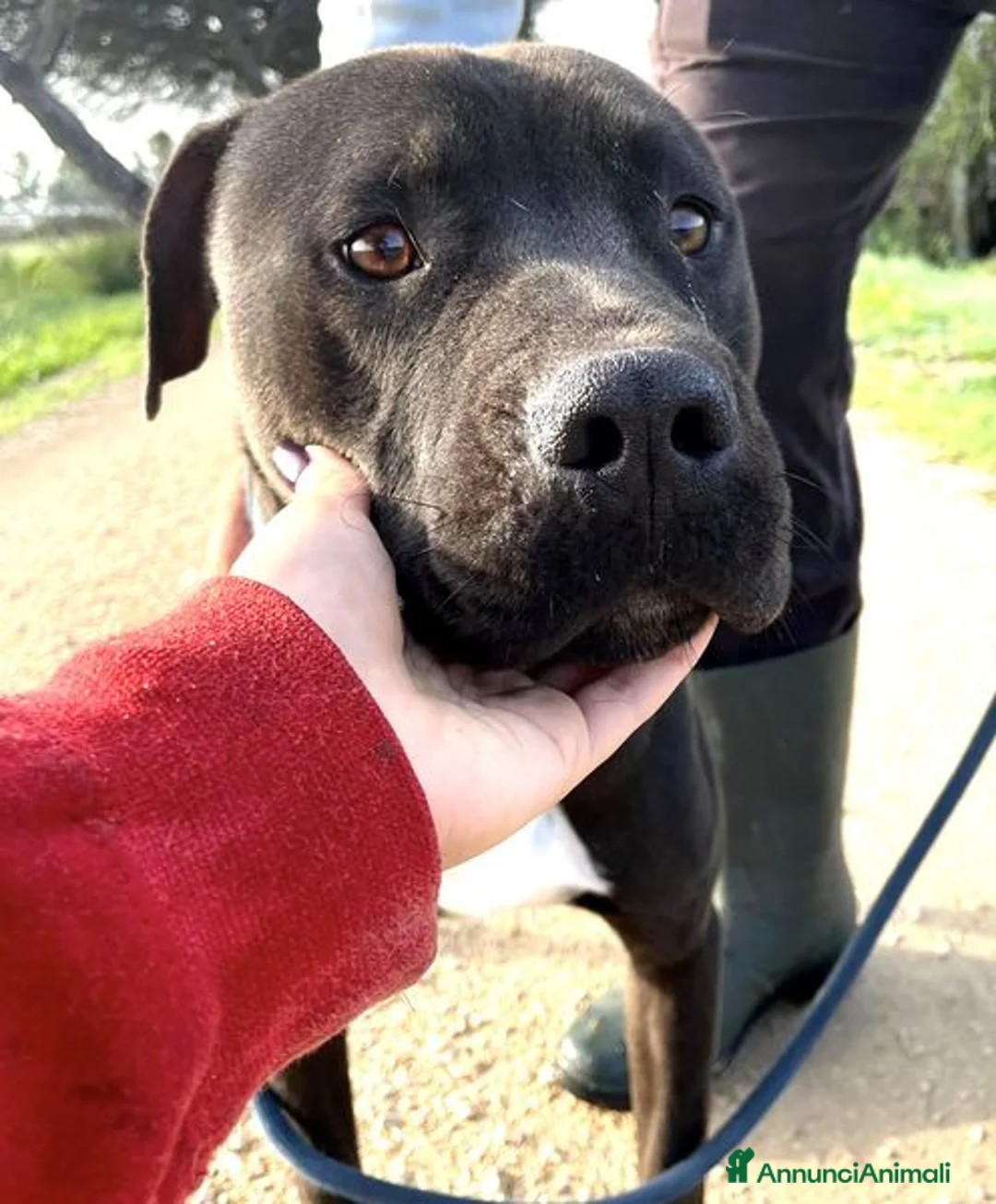 Pitbull cani in regalo: Magico Tyson a Provincia di Latina - Annuncio 7