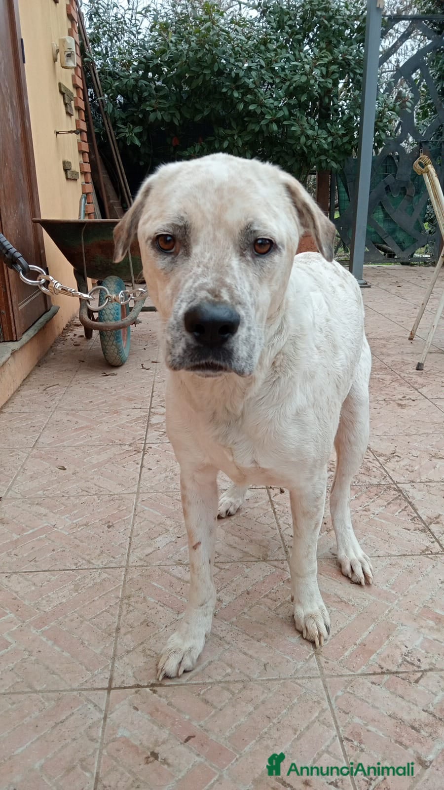 Meticcio cani AIUTIAMO BENNY - Annuncio 11