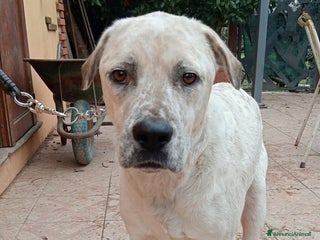 Meticcio cani AIUTIAMO BENNY - Annuncio 1