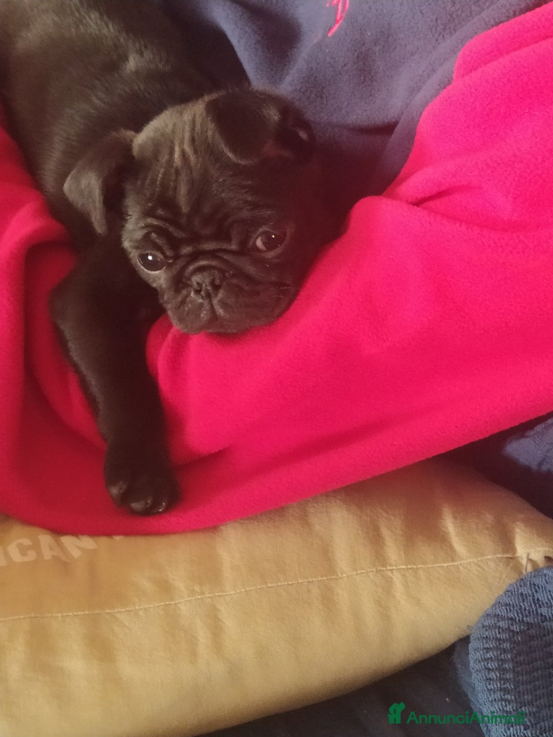 Carlino cani in vendita: Cuccioli di carlino nero  - Annuncio 2