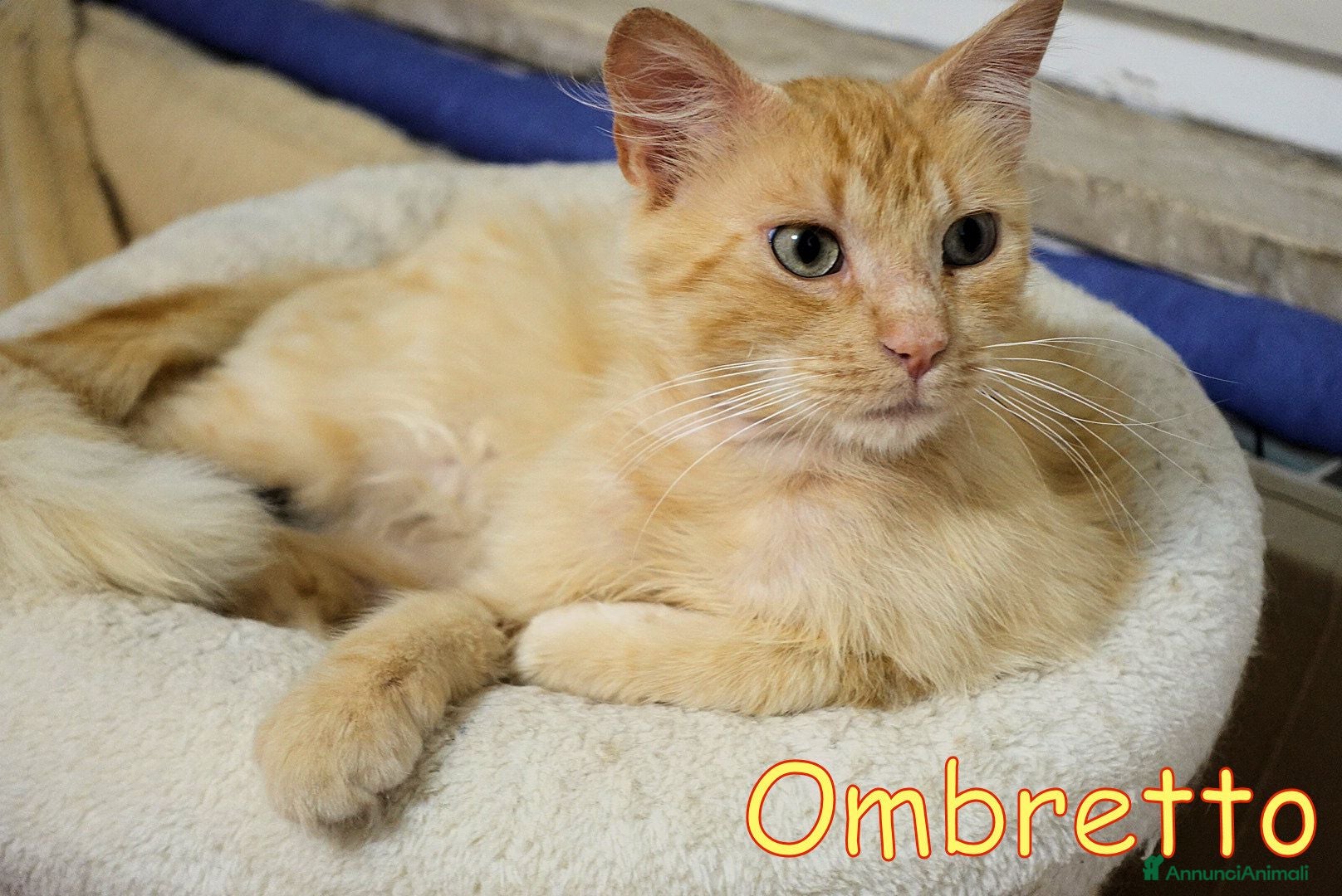 Altre razze gatti Ombretto e la paura di un altro abbandono - Annuncio 1