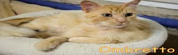 Altre razze gatti in regalo: Ombretto e la paura di un altro abbandono - Annuncio 1