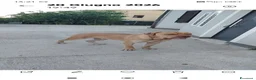 Cane Corso cani in vendita: Vendesi cuccioli cane corso  a Provincia di Frosinone - Annuncio 2