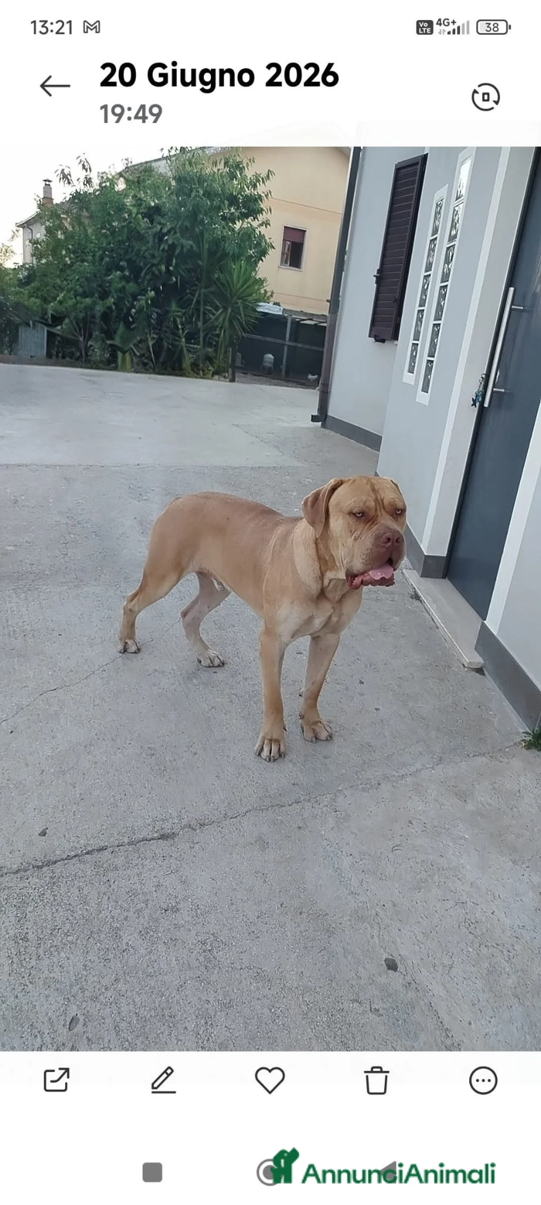 Cane Corso cani in vendita: Vendesi cuccioli cane corso  a Provincia di Frosinone - Annuncio 2
