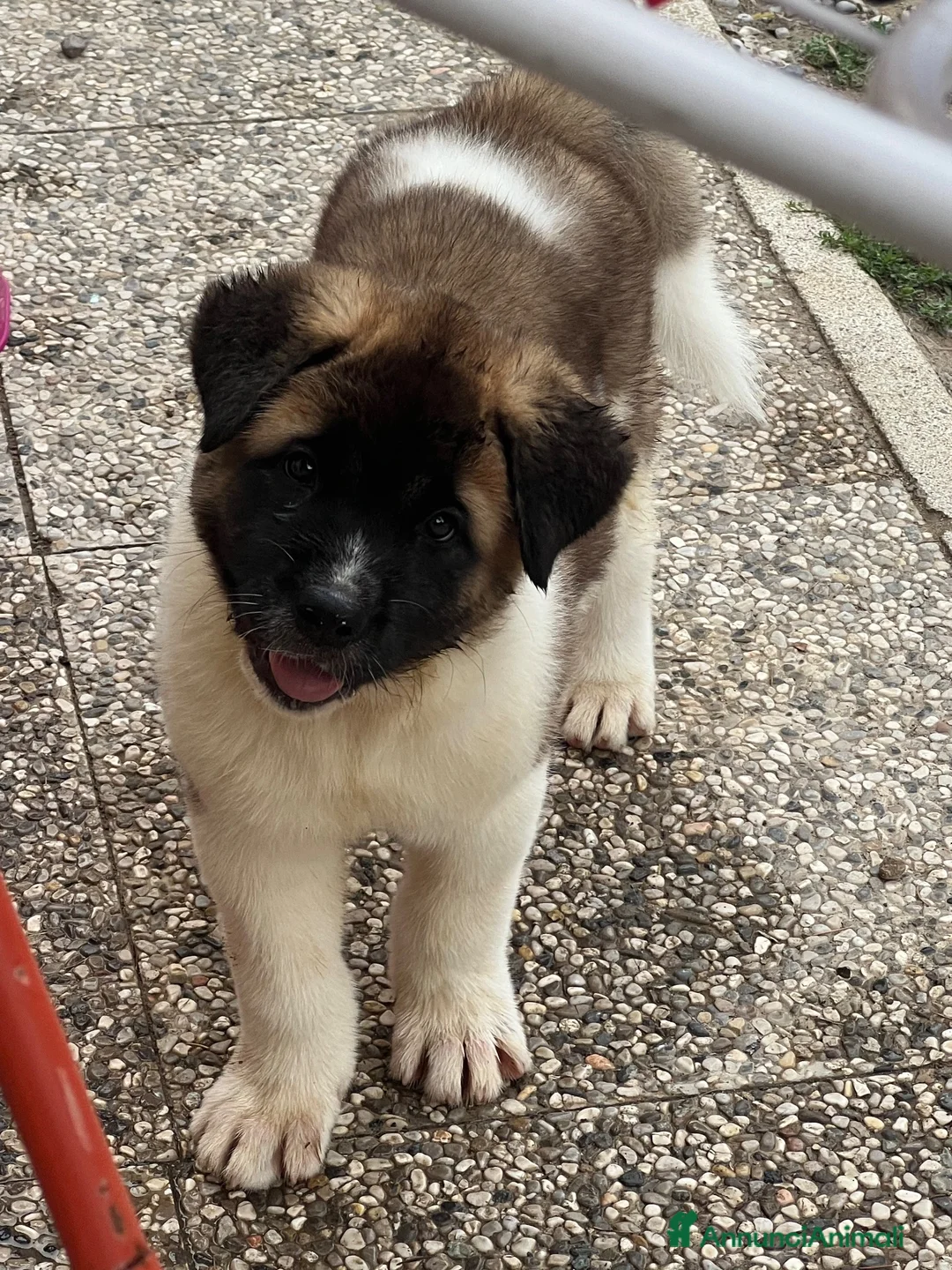 Akita Americano cani in vendita: Cucciolo Akita Americano  a Provincia di Modena - Annuncio 1