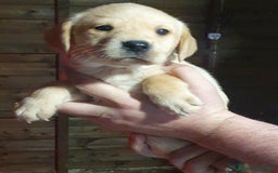 Labrador cani in vendita: Cuccioli di Labrador Retriever pronti a Città Metropolitana di Torino - Immagine 2