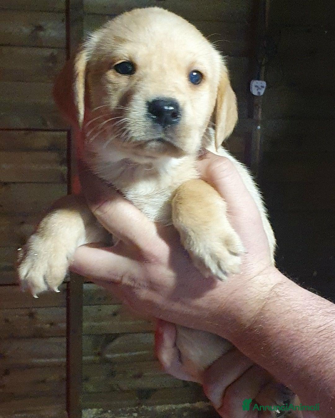 Labrador cani in vendita: Cuccioli di Labrador Retriever pronti a Città Metropolitana di Torino - Immagine 2