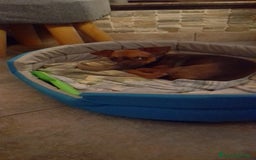 Chihuahua cani in vendita: Cucciolo femmina di 6 mesi - Immagine 1