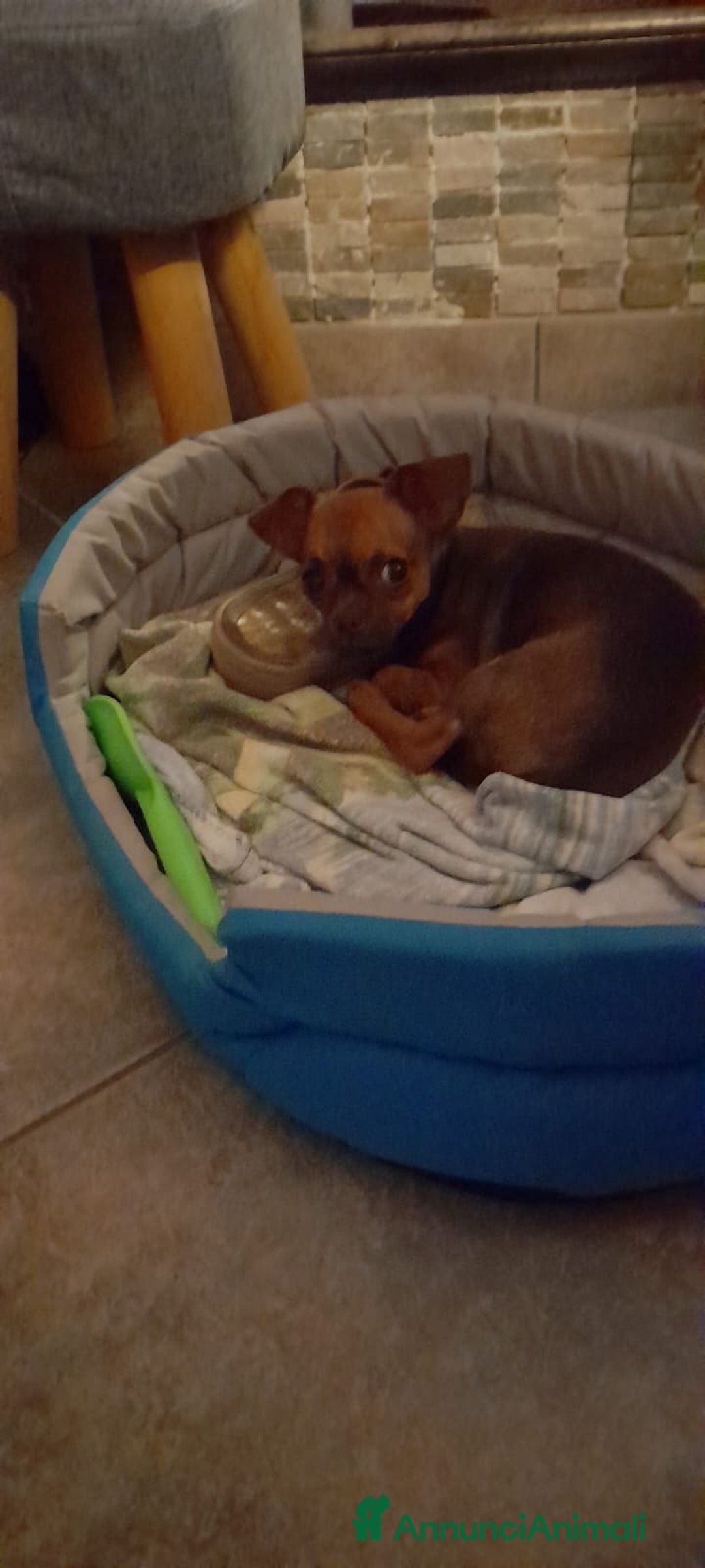 Chihuahua cani in vendita: Cucciolo femmina di 6 mesi - Immagine 1