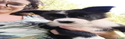 Border Collie cani in vendita: Cuccioli border collie cresciuti con cura olistica - Annuncio 4