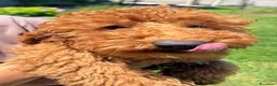 Barboncino cani in vendita: Cuccioli Barboncino rosso  - Annuncio 4