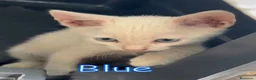 Europeo gatti in regalo: BLUE SPLENDIDO GATTINO - Annuncio 5