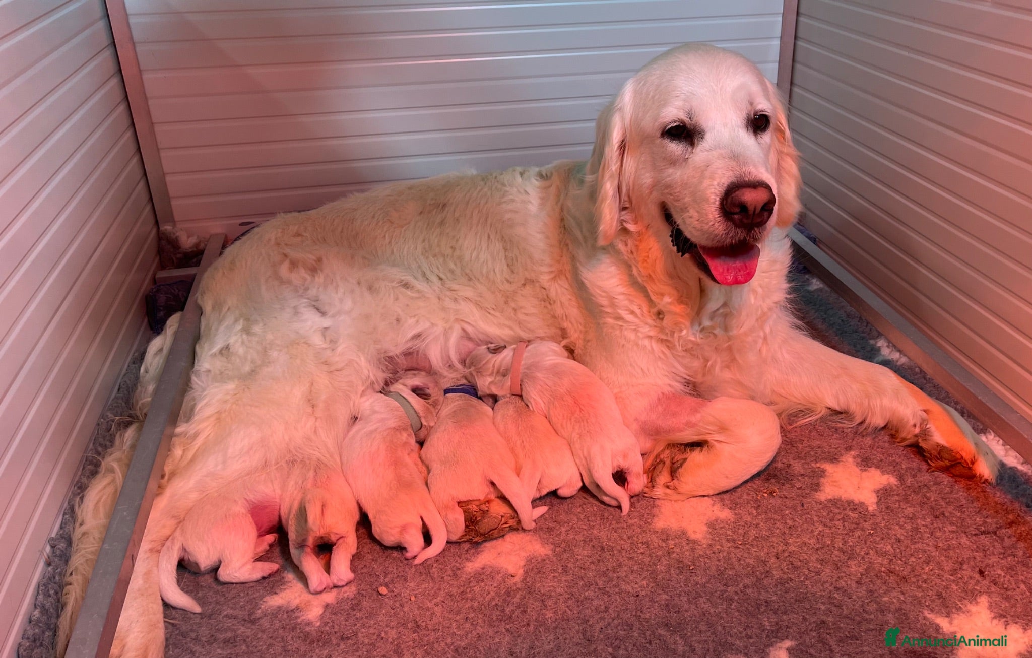 Golden Retriever cani Cuccioli di Golden Retriever  - Annuncio 2