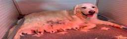 Golden Retriever cani in vendita: Cuccioli di Golden Retriever  a Provincia di Padova - Annuncio 2