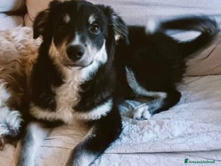 Norfolk Terrier cani Kaos 6mesi NESSUNO L HA SCELTO. FOGGIA SOS CASA - Annuncio 21