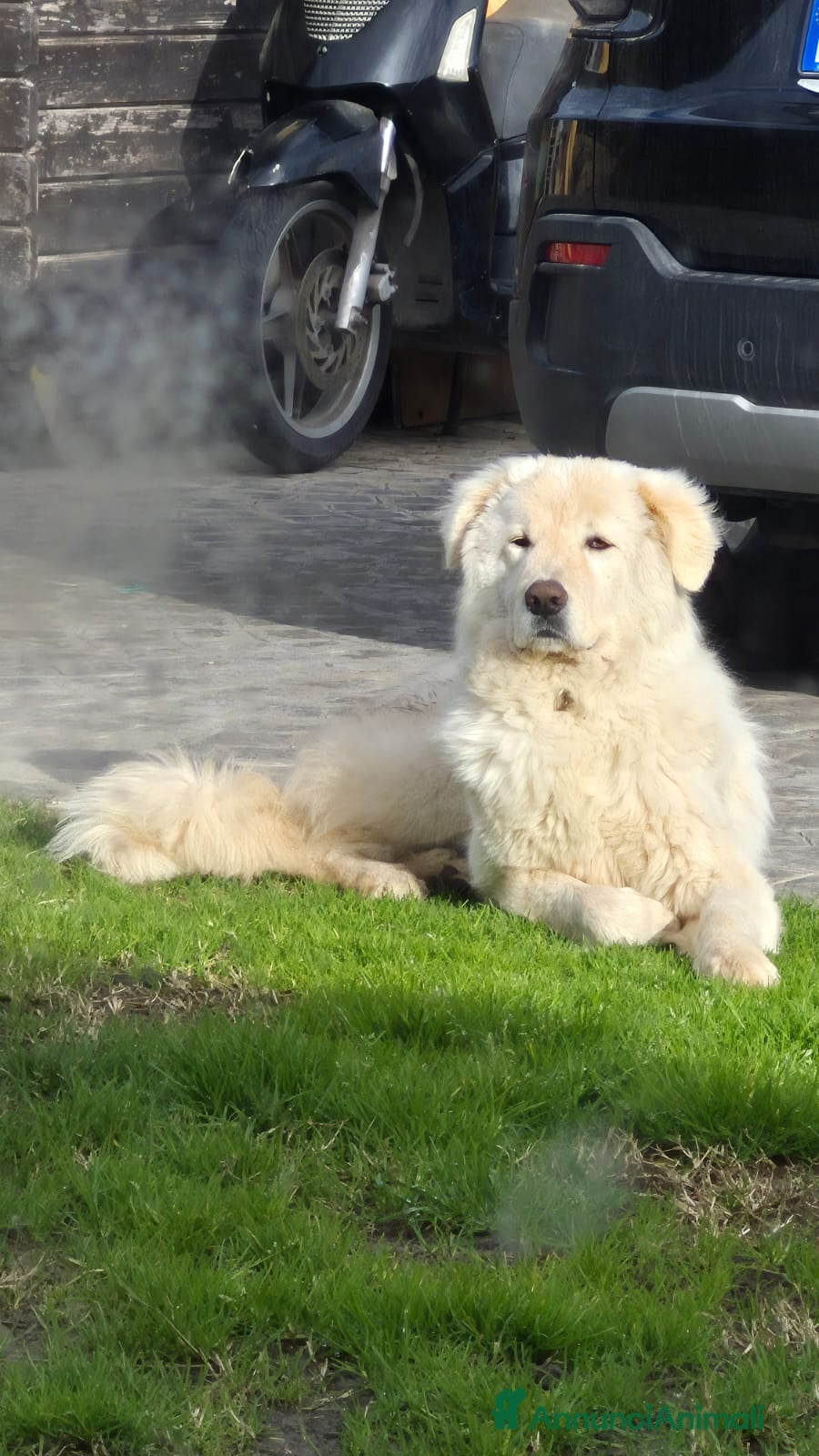 Pastore Maremmano cani Blanco - Annuncio 1