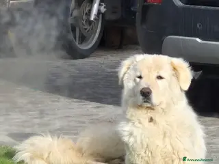 Pastore Maremmano cani Blanco - Annuncio 1