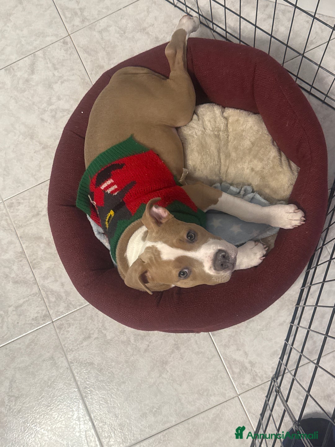 American Staffordshire cani in vendita: Vendo cucciola di 3 mesi AmStaff - Annuncio 3