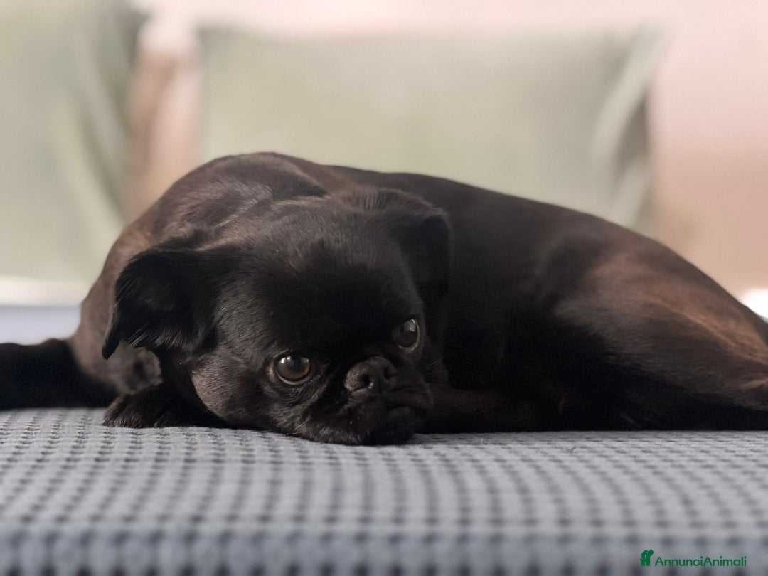 Griffon Vendeen cani in vendita: Cucciola di Piccolo Brabantino  - Annuncio 3