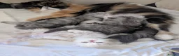 Persiano gatti in vendita: Splendidi Cuccioli di Persiano - Annuncio 2