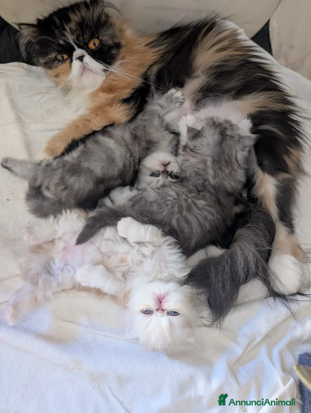 Persiano gatti in vendita: Splendidi Cuccioli di Persiano - Annuncio 2