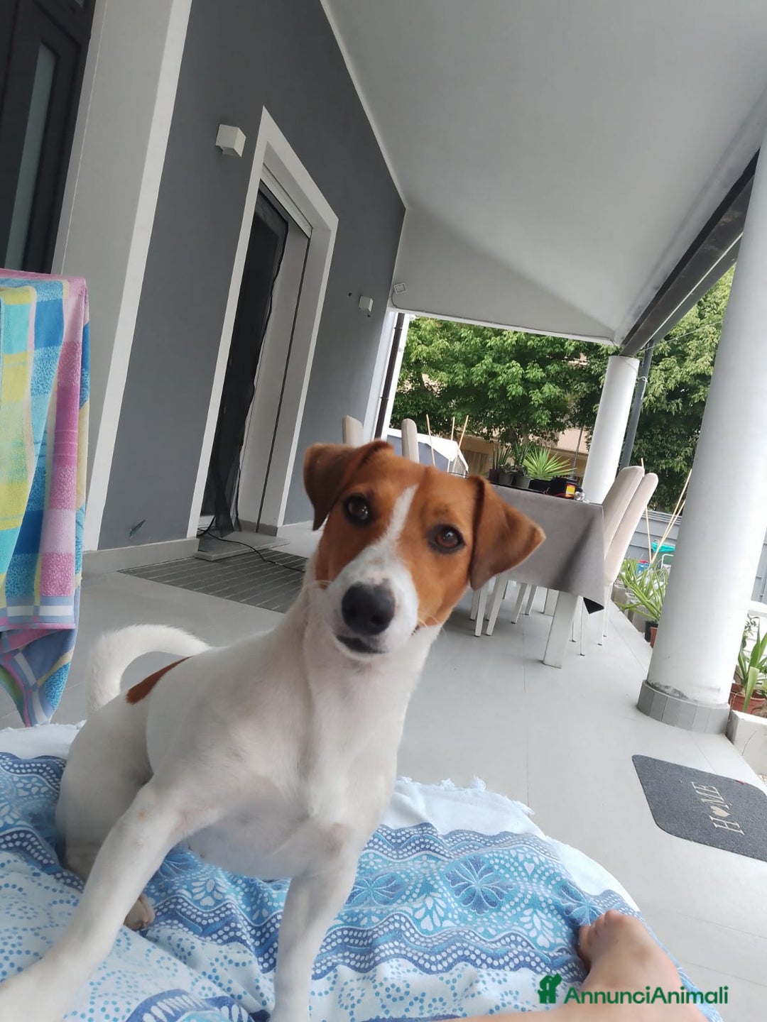Jack Russell cani in vendita: JACK RUSSEL ultimo maschietto Pedigree - Annuncio 10