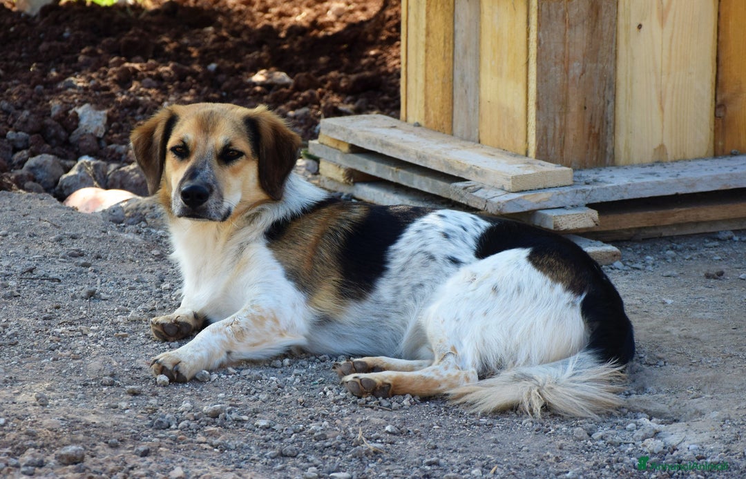 Meticcio cani in regalo: RAOUL la bonta a quattro zampette a Pomezia - Annuncio 6