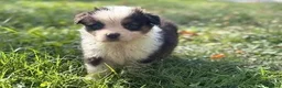 Australian Shepherd cani in vendita: cuccioli di pastore australiano - Annuncio 5