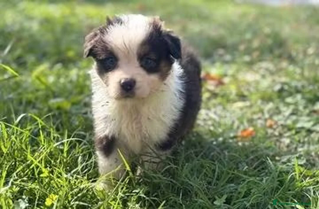 Australian Shepherd cani in vendita: cuccioli di pastore australiano - Annuncio 5